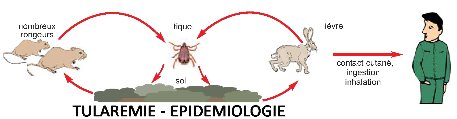 tularemie-epidemiologie