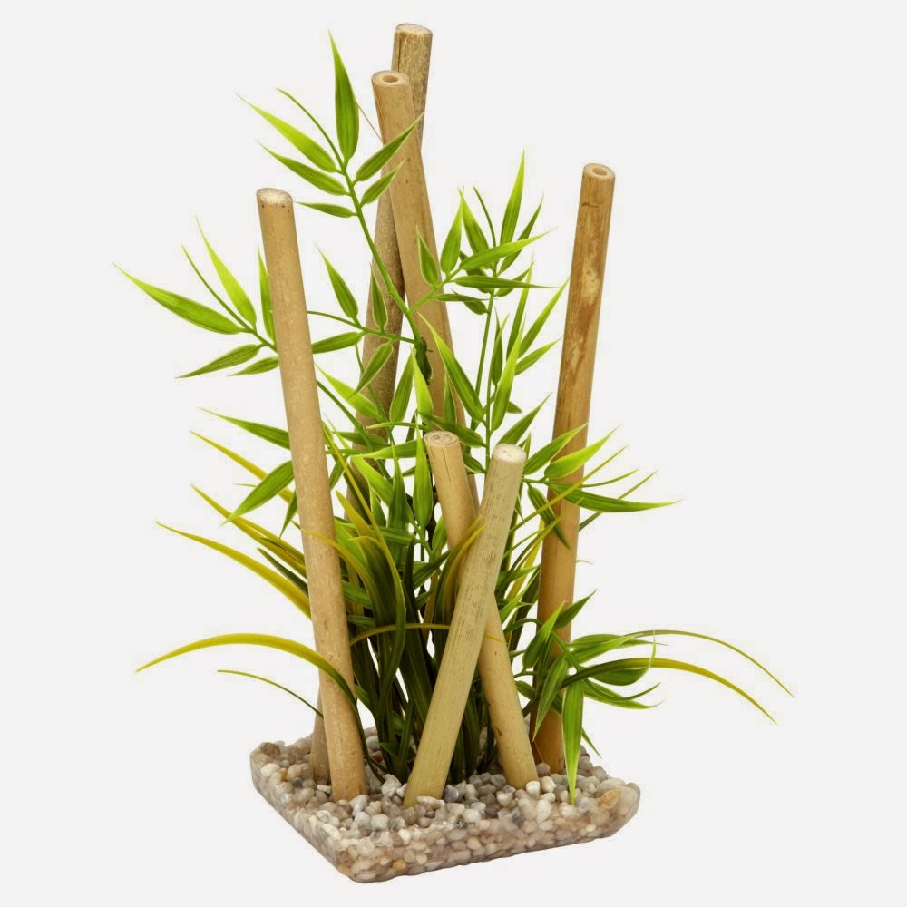 bambou non-traçant en pot