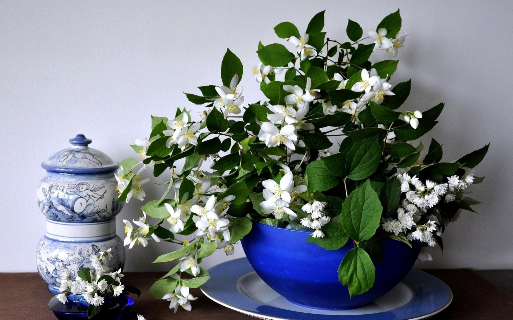 beautiful-jasmine-flower-in-blue-pot-free-download-hd-wallpapers-of-jasmine-flower