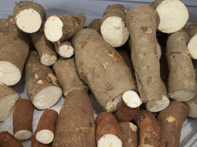 Manioc roots of various shapes and sizes are displayed in a supermarket in Sao Paulo, Brazil, Monday, Dec. 17, 2012. Grown in some 80 countries worldwide and known internationally as yuca, cassava or mogo, manioc has its origins in Brazil: It was the main food source for indigenous tribes since before the discovery of the New World. Even now, manioc remains an important source of carbohydrates, especially among Brazil's working class, who grind it into a rich, nutty flour or deep-fry it into greasy fries. (AP Photo/Andre Penner)/XSI201/663252970606/1212172058