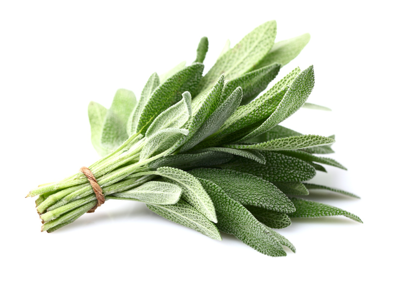 Sage plant on a white background